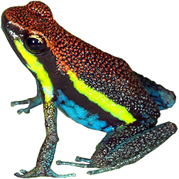 Manu Poison Dart Frog